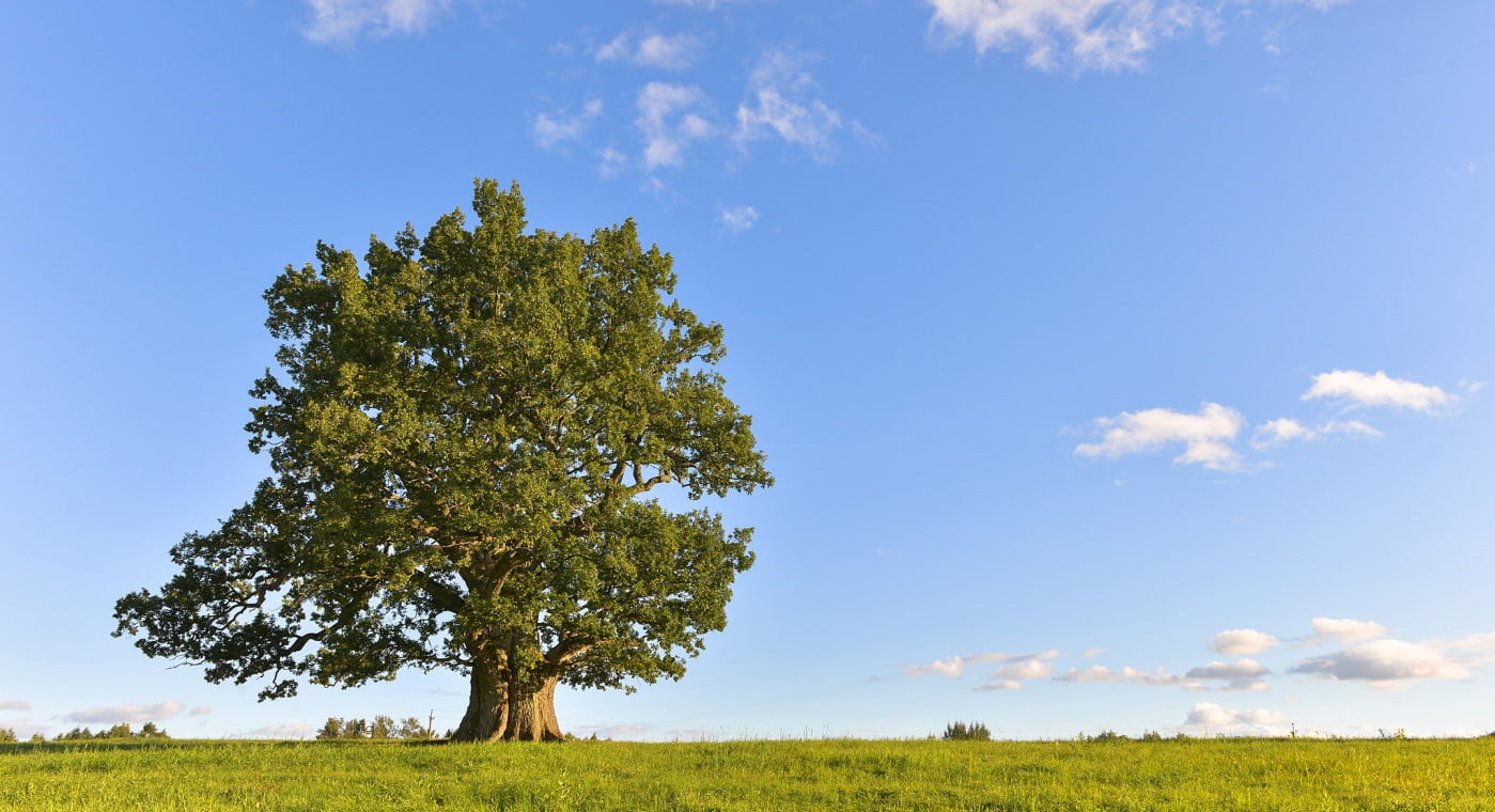 Tamme-Lauri oak tree, Estonia