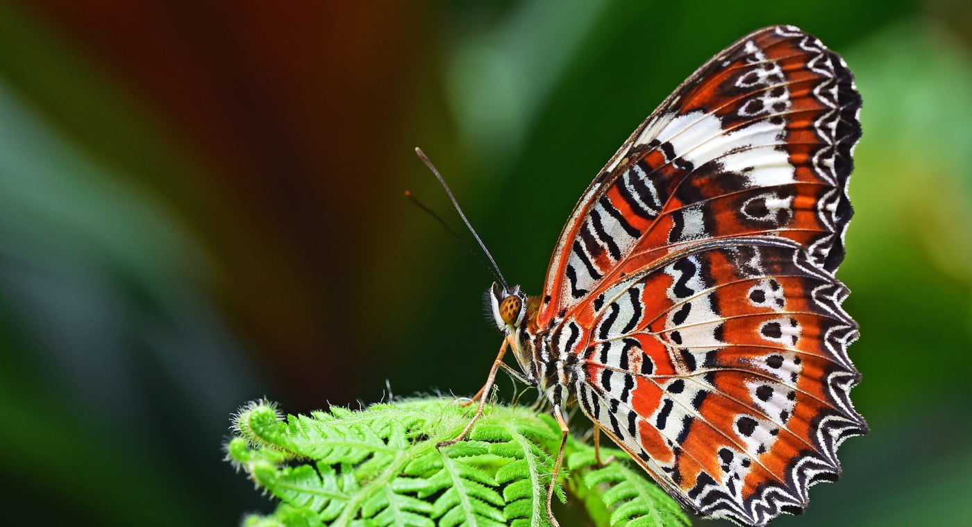 Orange Lancewing butterfly