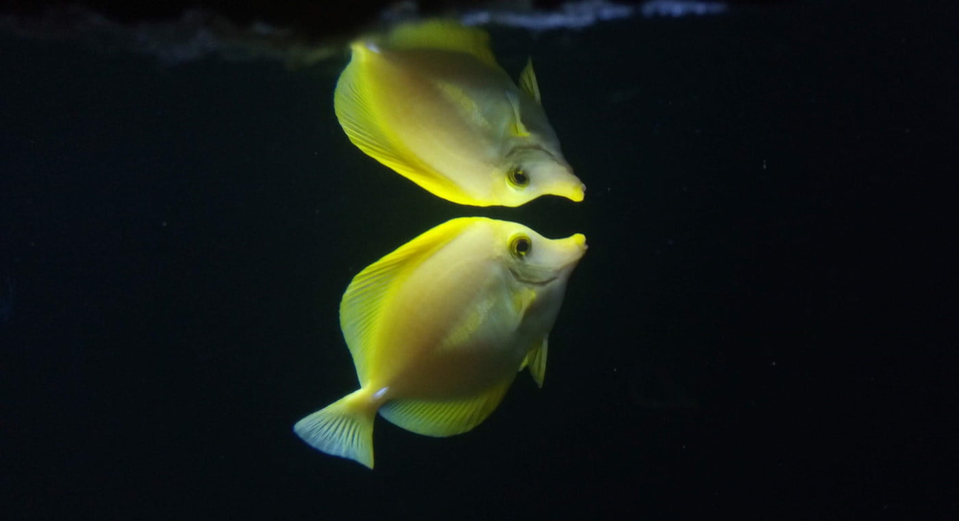 Bright yellow fish