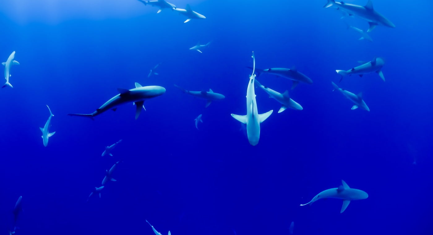 A group of sharks swimming