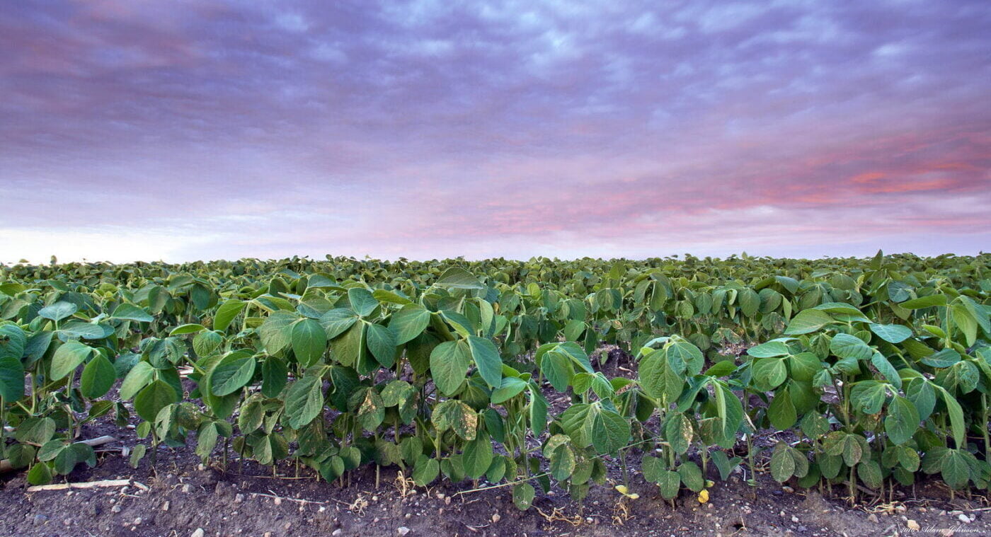 Spinach field at twilight