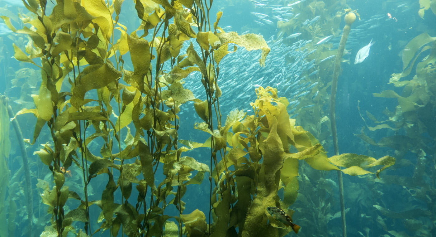 Giant sea kelp