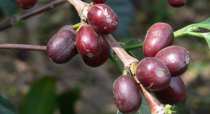 Coffea stenophylla beans growin on tree