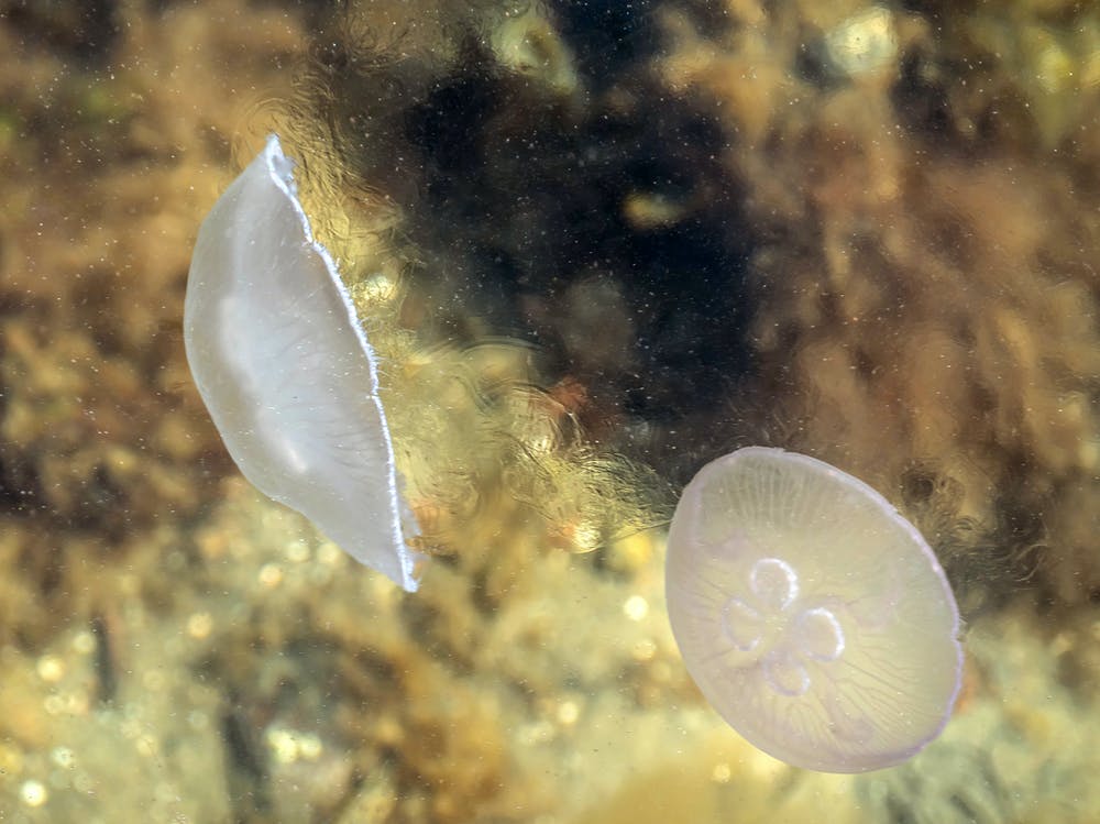 Jellyfishes disturb the pycnocline