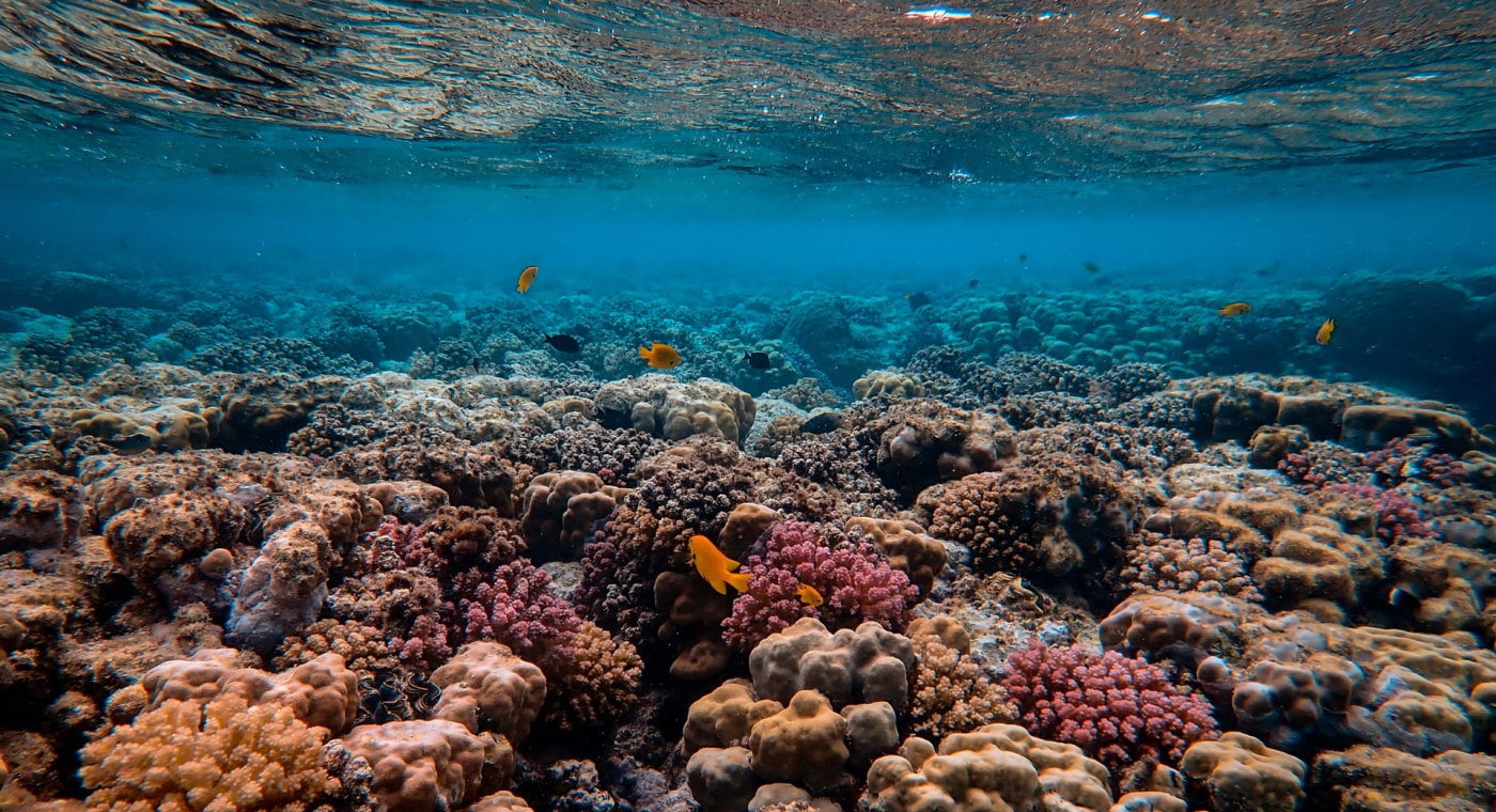 View of coral reef underwater with fish swimming