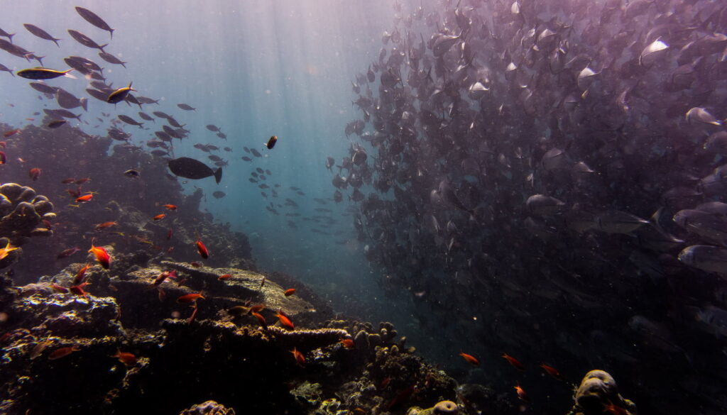 Ocean ecosystem full of life