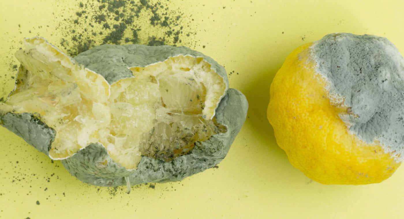 Rotten exploded lemons