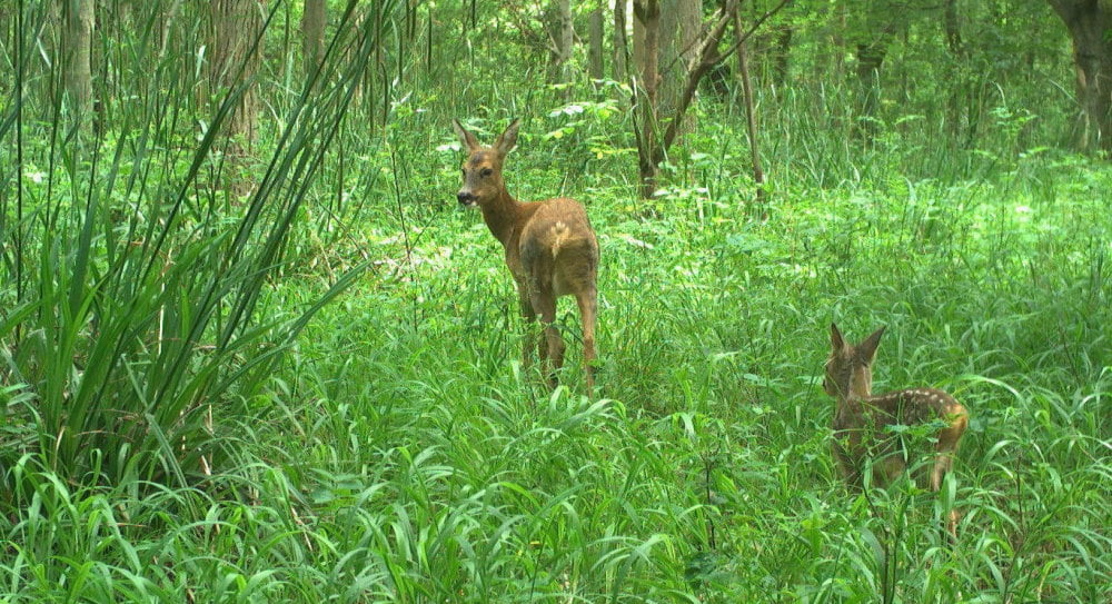 Deer grazing in Monk's Wood