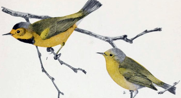 Drawing of Bachman's Warbler